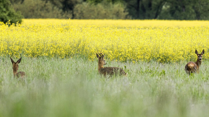 Crédito de la imagen: Pixabay