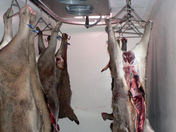 Curso online sobre control sanitario e inspección veterinaria de carnes de caza