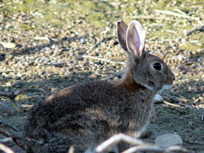 Curso online sobre producción sostenible de conejo de monte