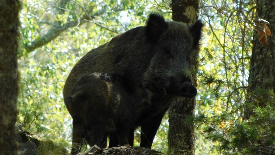 Curso online sobre biología, gestión y caza del jabalí
