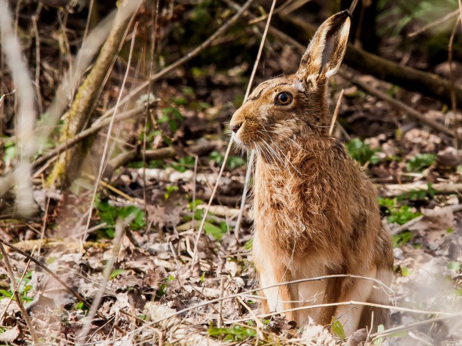 Curso online sobre biología, gestión y caza de liebre ibérica