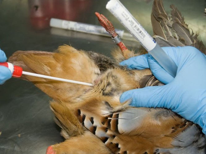 Curso online sobre gestión sanitaria y control veterinario de caza menor