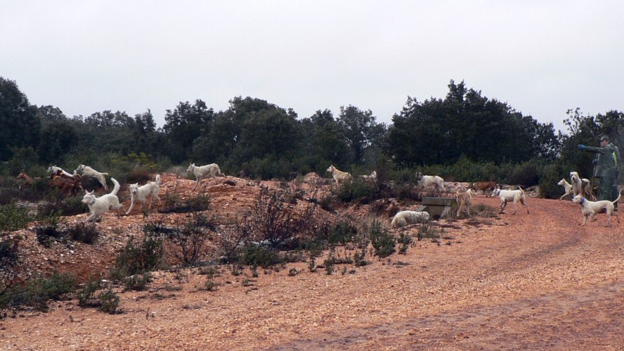 Curso online sobre organización y gestión de monterías