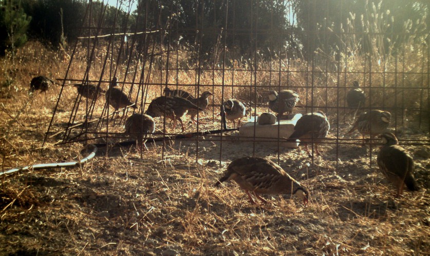 Bebedero perdiz roja