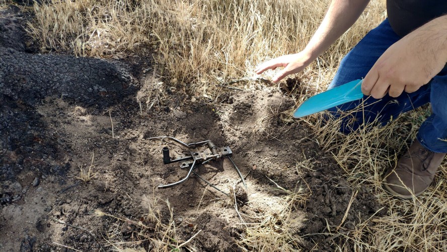 Colocación collarum