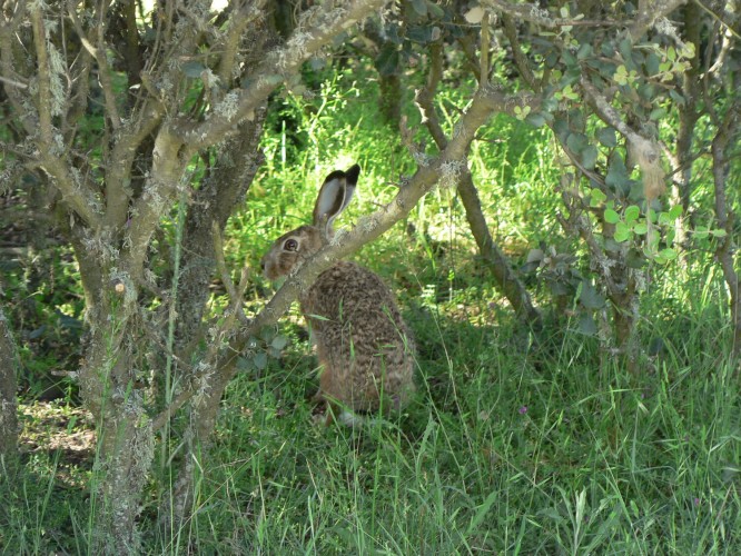 Liebre ibérica