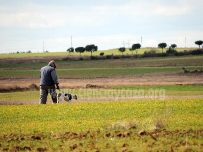 Topillos, tularemia y liebre ibérica