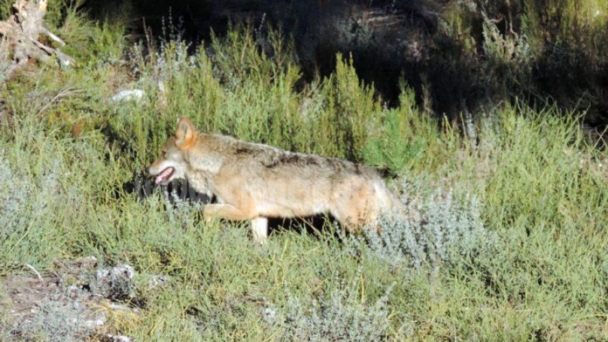 Enfermedades del lobo