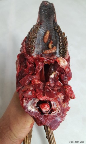 Crédito de la imágen: Joan Valls