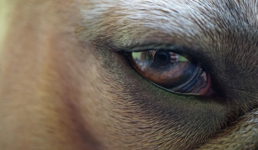 Crédito de la imagen:Pixabay