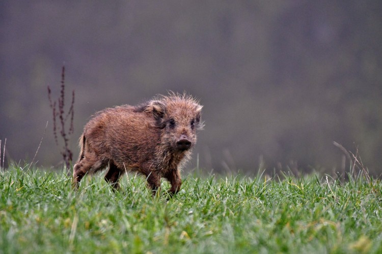 Crédito de la imagen: Pixabay