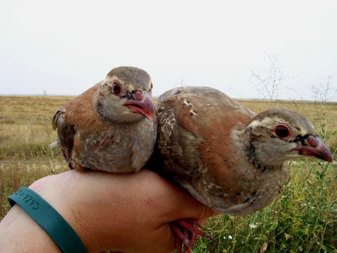 Perdiz roja de granja