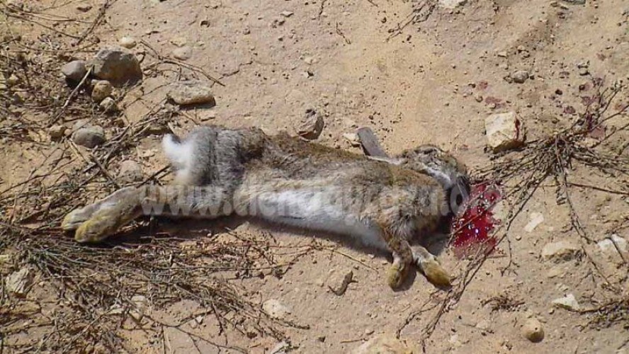 Enfermedad hemorrágico vírica del conejo de monte