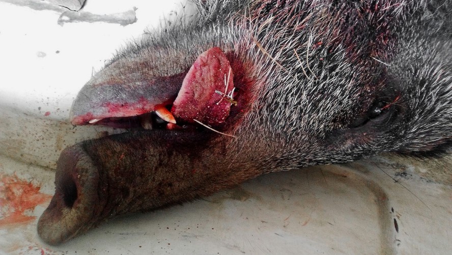 Crédito de la imagen:Pixabay