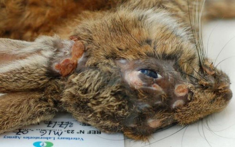 Fuente: Alex Barlow. Twitter @WildlifeNDS